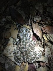 Bufotes viridis balearicus