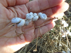 Xeropicta derbentina