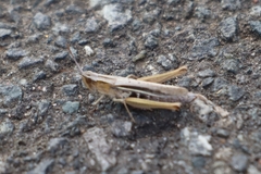 Chorthippus albomarginatus