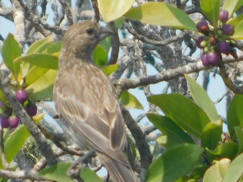 iNaturalist observation photo of House Finch