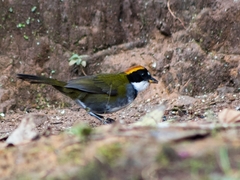 Arremon brunneinucha