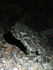 Bufotes viridis balearicus