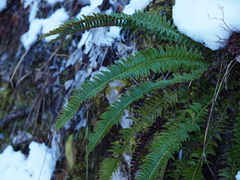 Polystichum lonchitis