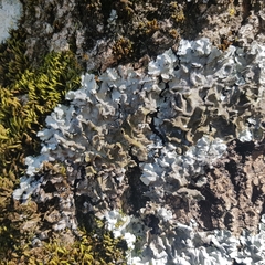 Parmelina tiliacea