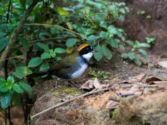 Arremon brunneinucha