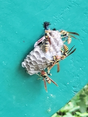 Polistes crinitus