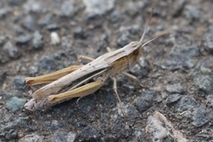 Chorthippus albomarginatus