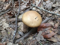 Leprocybe
