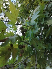 Platanus orientalis