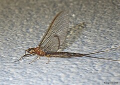 Hexagenia bilineata