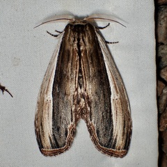 Truncaptera inopinata