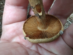 Leprocybe