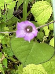 Ipomoea lacunosa