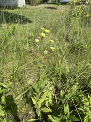Silphium integrifolium