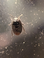 Pangaeus bilineatus