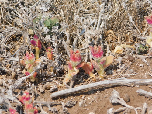 iNaturalist observation photo of Crystalline ice plant