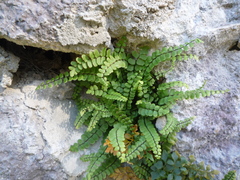 Asplenium trichomanes