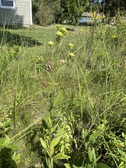 Silphium integrifolium