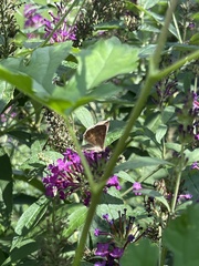 Anagrapha falcifera