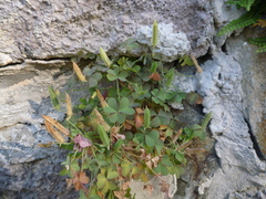 Oxalis stricta