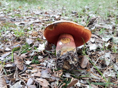 Neoboletus erythropus