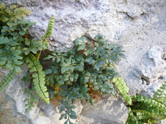 Asplenium ruta-muraria