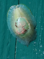 Gaeotis nigrolineata