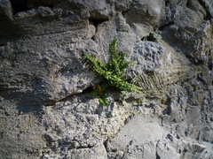 Asplenium trichomanes