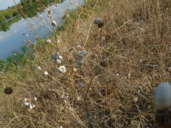Xeropicta derbentina