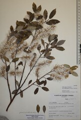 Salix glauca callicarpaea