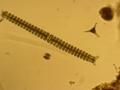 Triploceras verticillatum