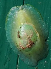 Gaeotis nigrolineata