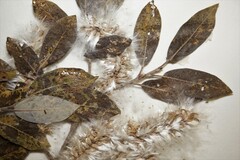 Salix glauca callicarpaea