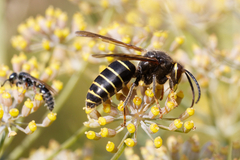 Dolichovespula media