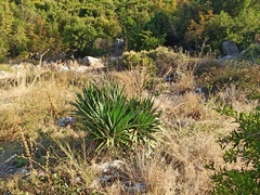 Yucca gloriosa