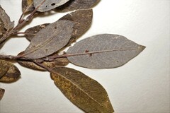 Salix glauca callicarpaea