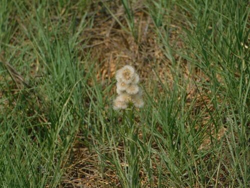 iNaturalist observation photo of fleabanes and horseweeds