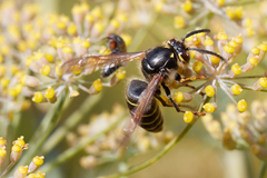 Dolichovespula media