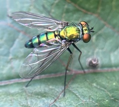 Condylostylus longicornis
