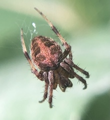 Neoscona arabesca