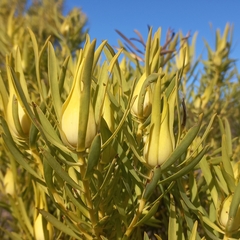 Leucadendron salignum