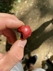 Amphibolips quercusjuglans