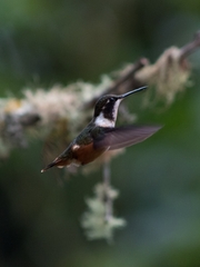 Philodice mitchellii