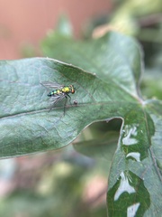 Condylostylus longicornis