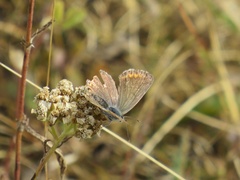 Plebejus