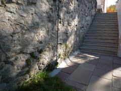 Asplenium ruta-muraria