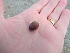 Littorina obtusata