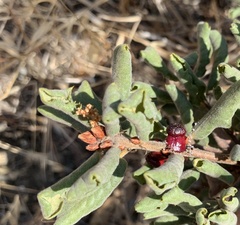 Disholcaspis prehensa