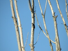 Dendrocopos syriacus