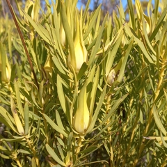 Leucadendron salignum